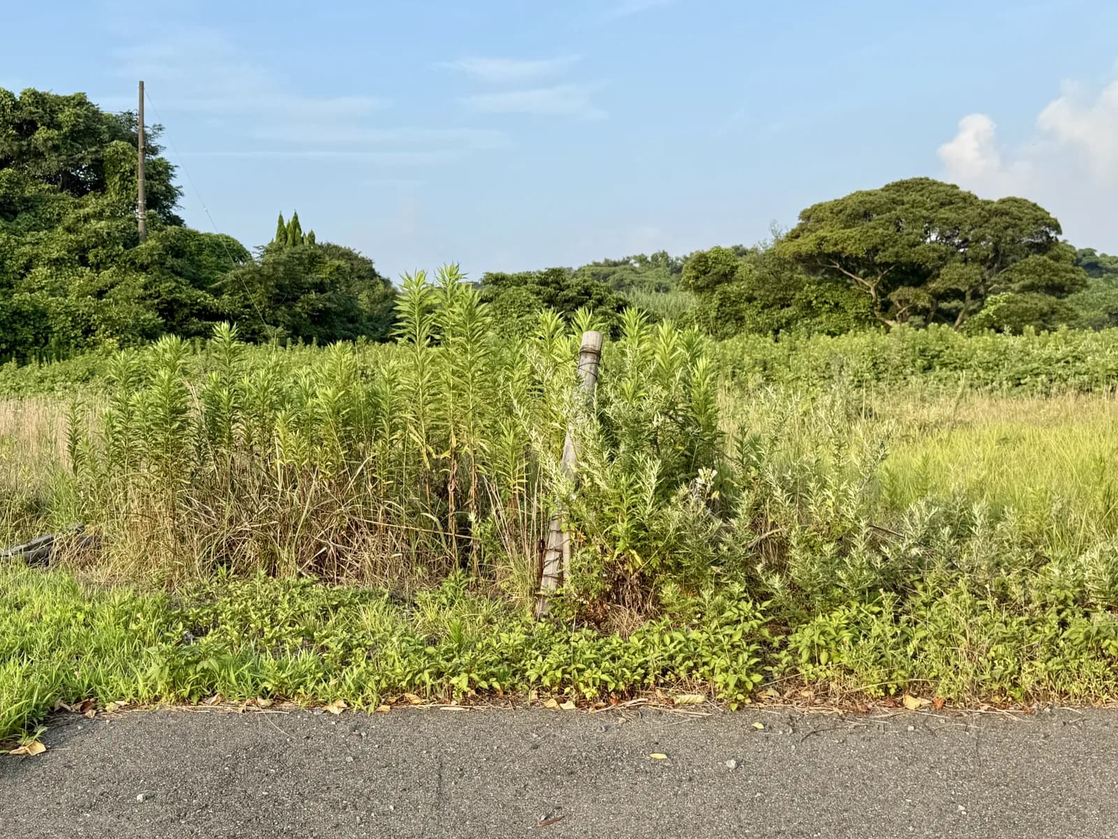 夏の広々とした空き地（解体・更地に関する記事のイメージ）