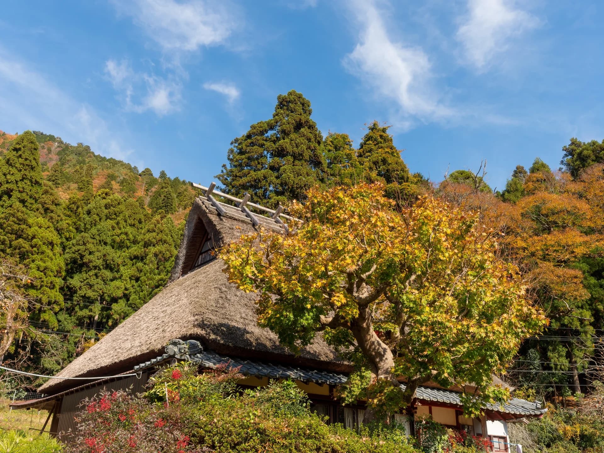 紅葉した木と茅葺き屋根の古民家