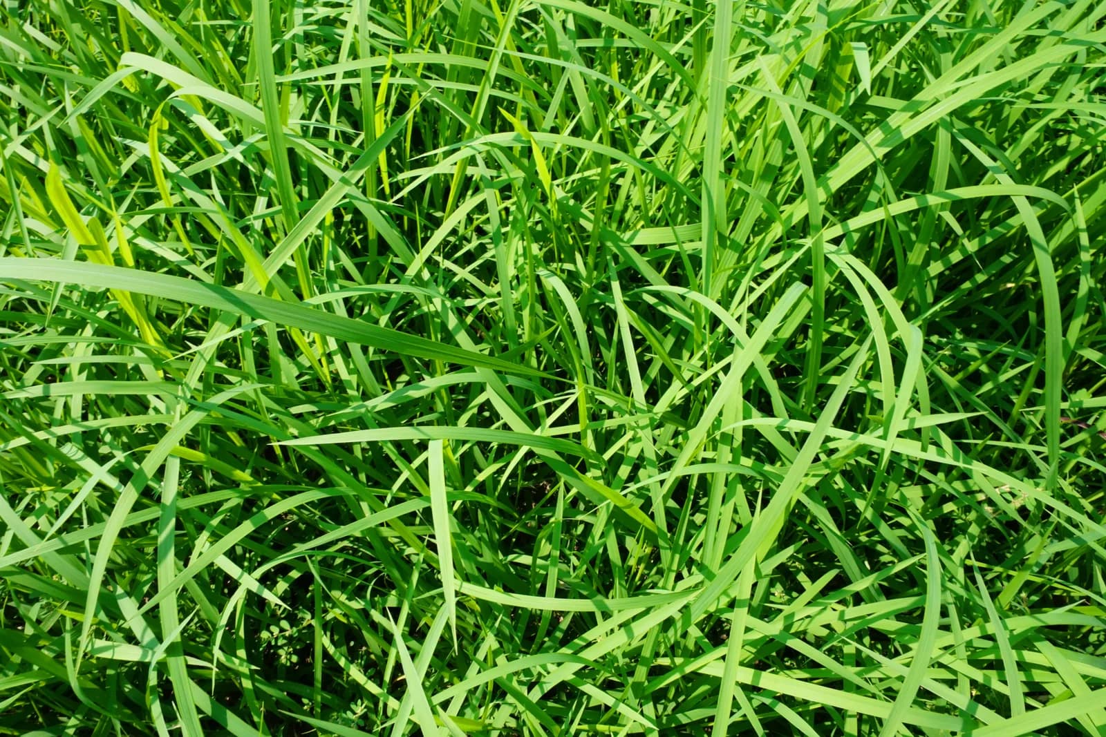 イネ科植物の生い茂る草むら1(空き家に関する記事のイメージ)