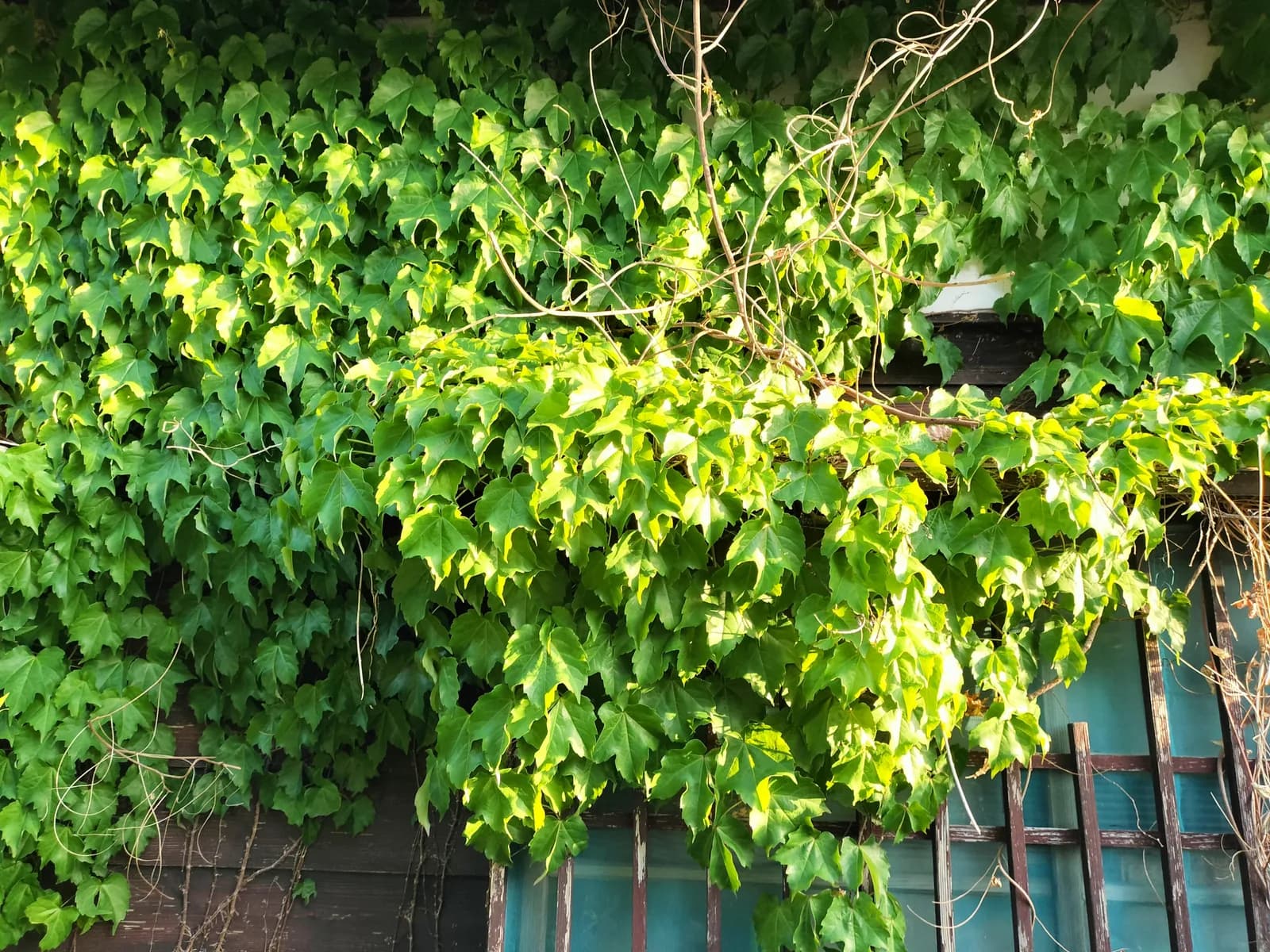ツタに覆われた空き家の外壁と格子窓