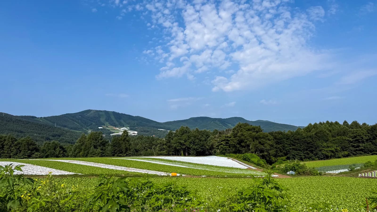 夏の菅平の風景