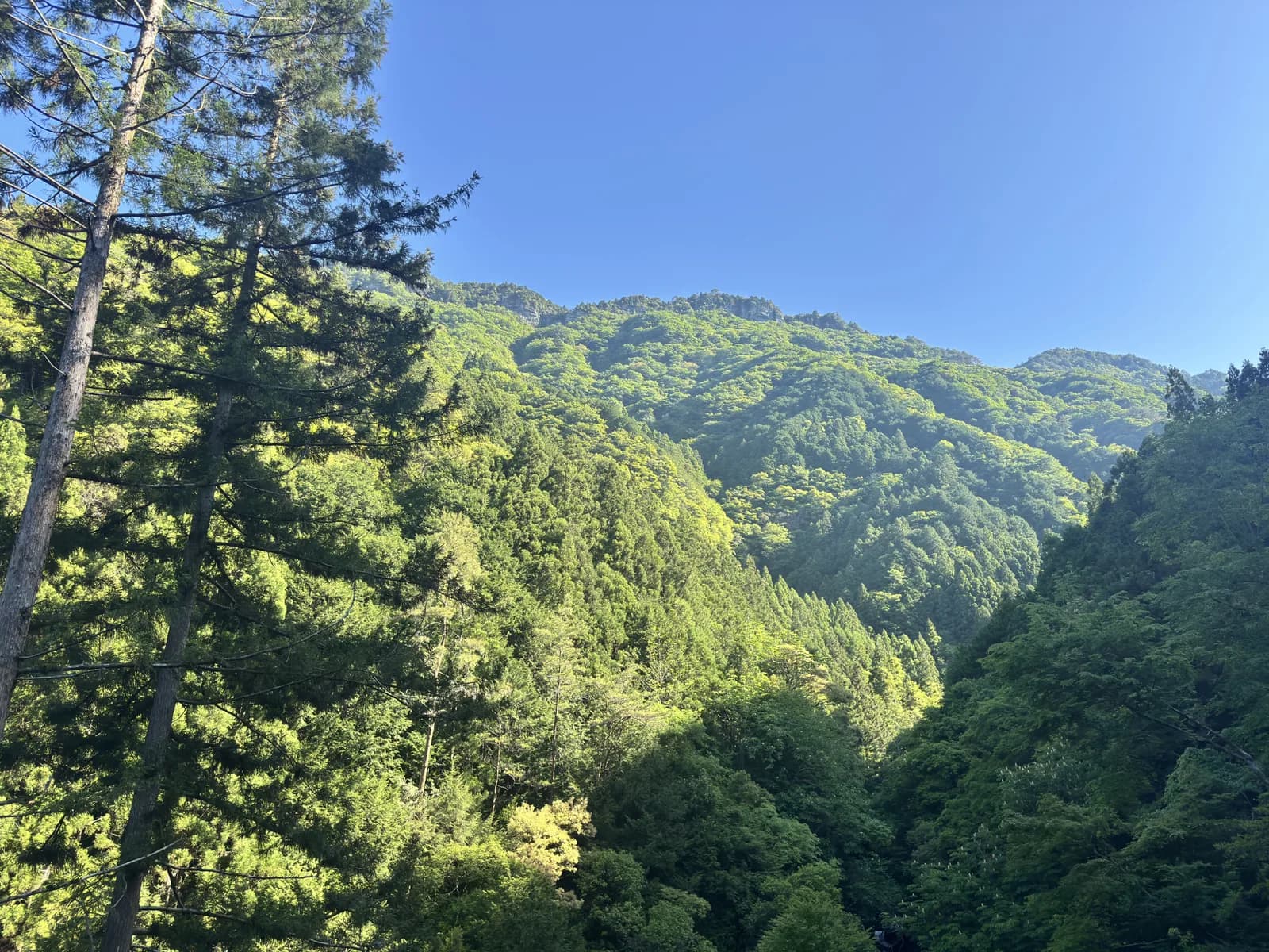 木立の隙間から望む雄大な夏の山