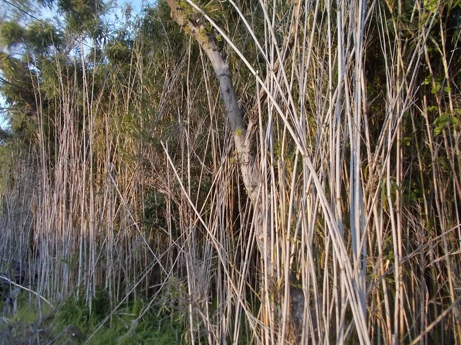 背の高い藪に覆われた土地(原野商法の土地の処分に関する記事のイメージ)