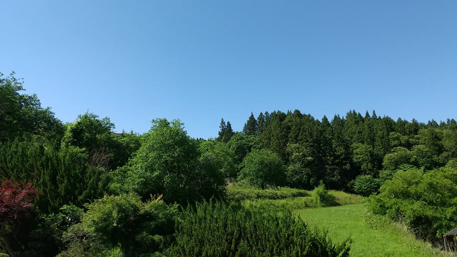 青空と林の風景(再建築不可・接道に関する記事のイメージ)