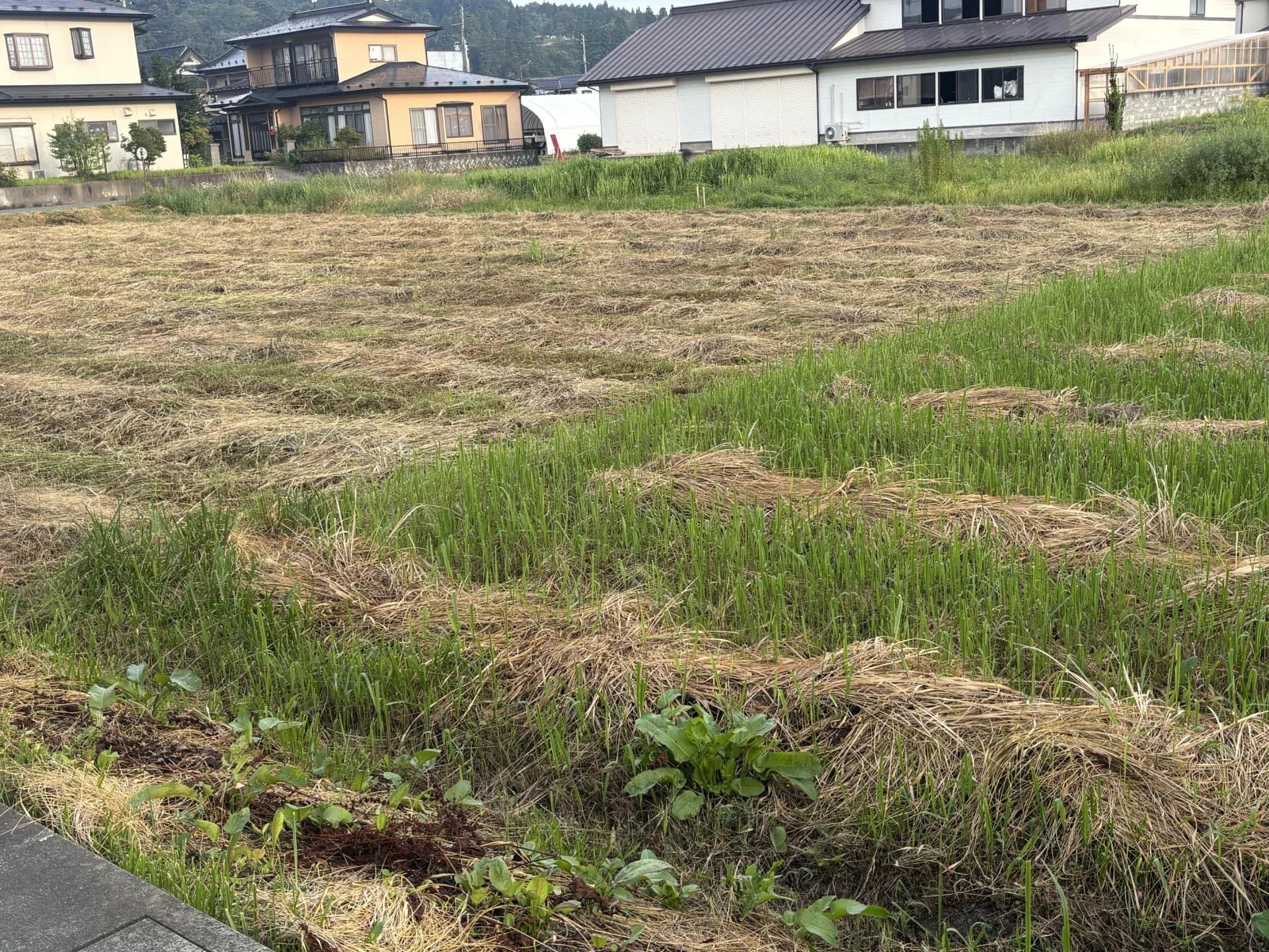 家が建ち並ぶ住宅地の中にある、草を刈った空き地(家を取り壊したあとの土地のイメージ)