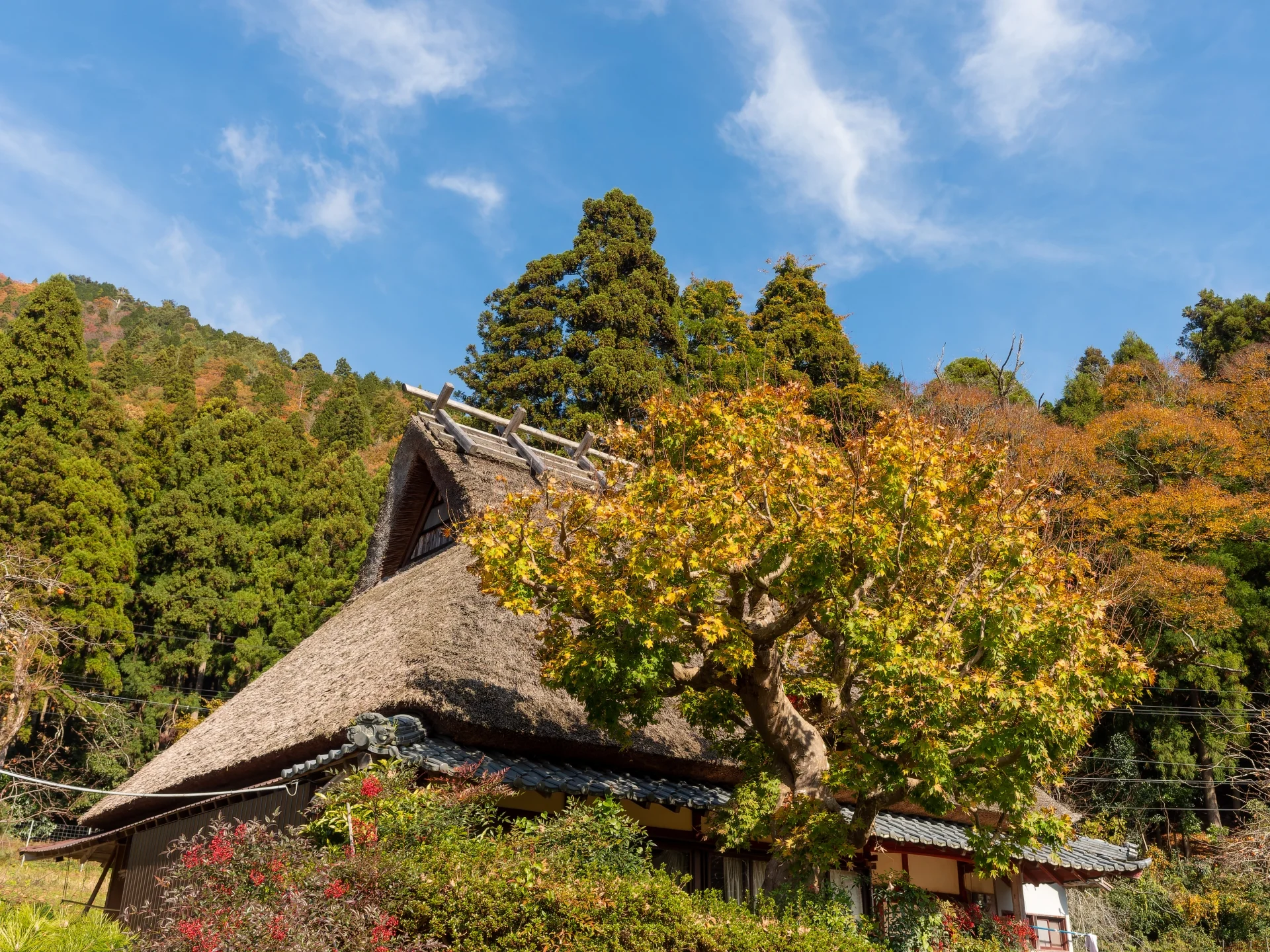 紅葉した木と茅葺き屋根の古民家
