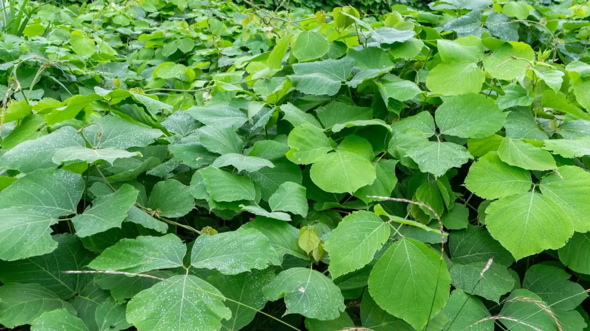 雑草に埋め尽くされた空き地(空き家に関する記事のイメージ)