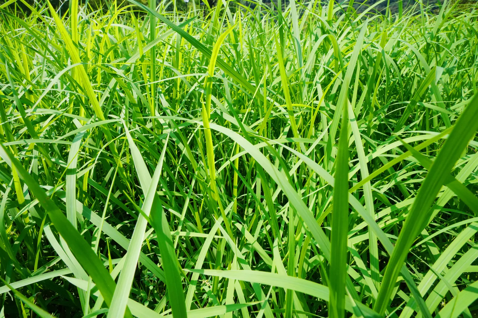 イネ科植物の生い茂る草むら2(空き家に関する記事のイメージ)