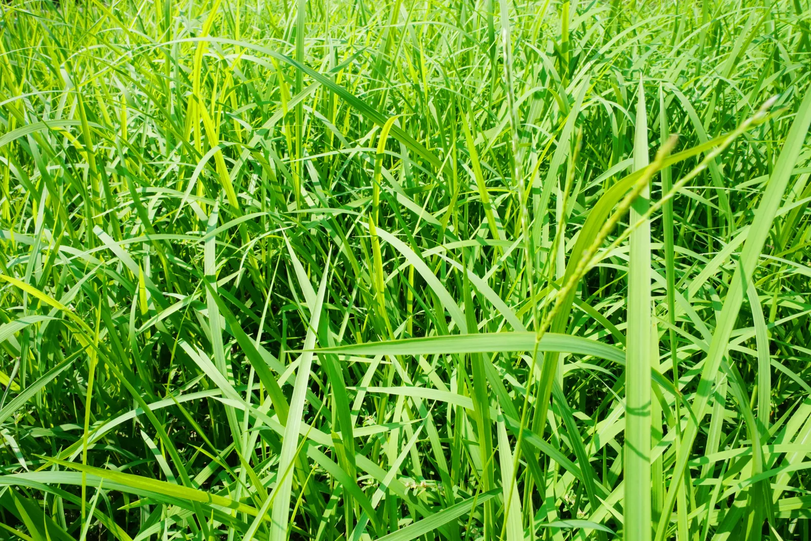 イネ科植物の生い茂る草むら3(空き家に関する記事のイメージ)