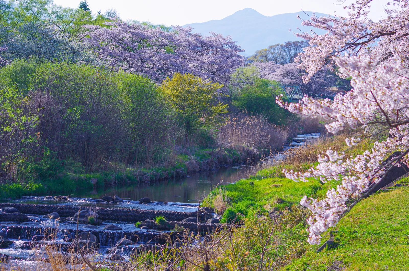 福島県西郷村の堀川親水公園の春の風景(西郷村の0円物件に関する記事のイメージ)